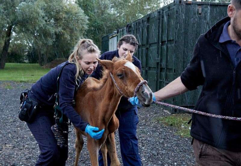 The RSPCA has been called to more than 3,000 cases of equine cruelty in the last five years