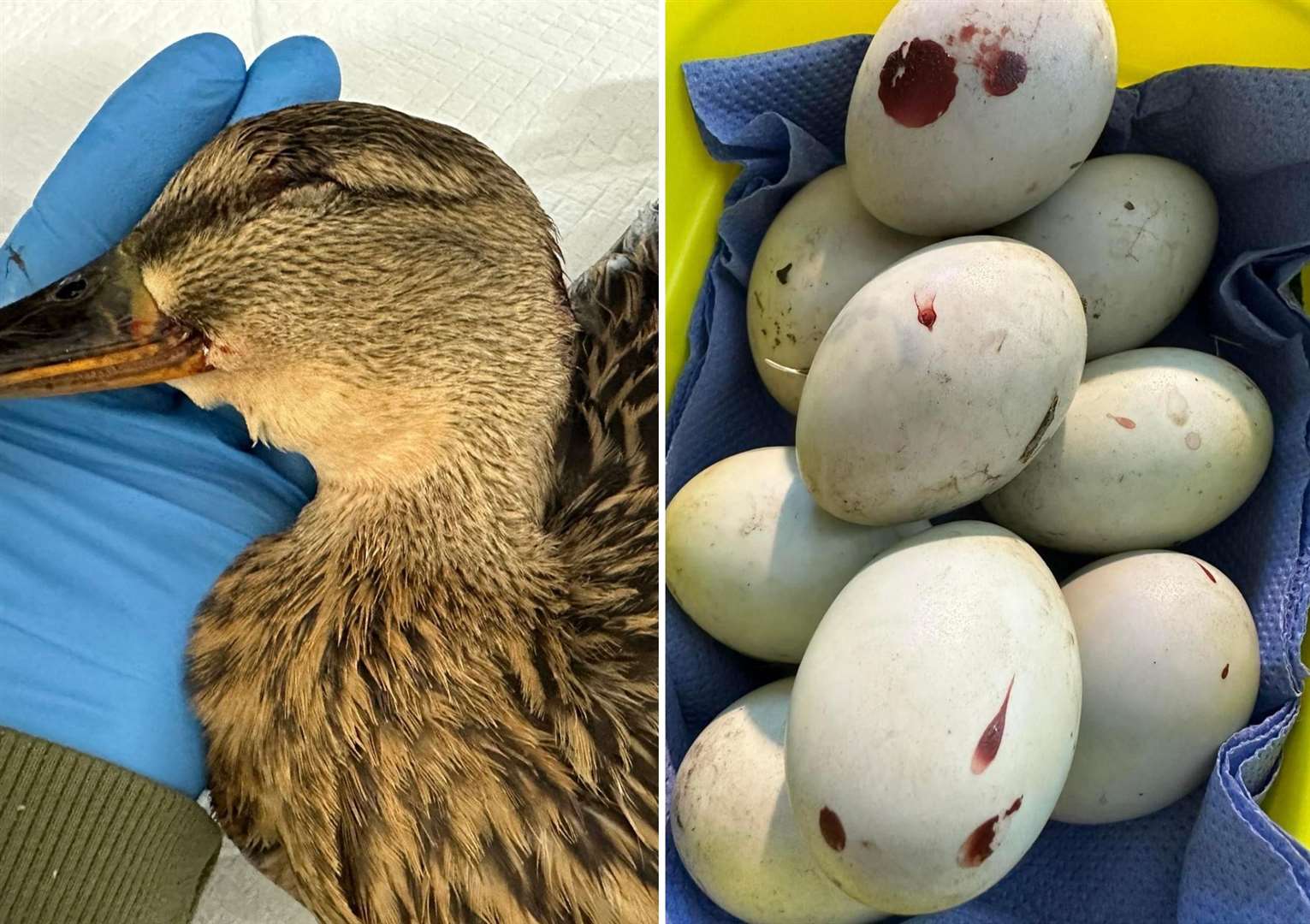 A duck was killed in Faversham and found near her eggs