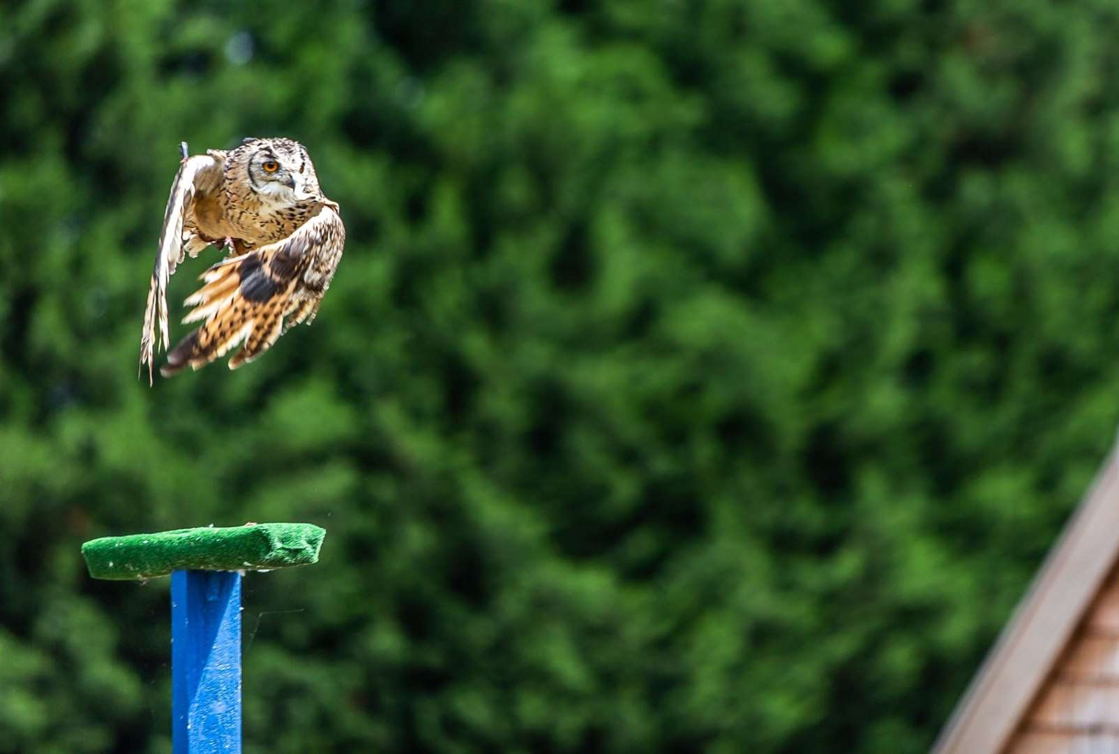 Gary Roots opened the birds of prey centre in 2017 after his wife passed away