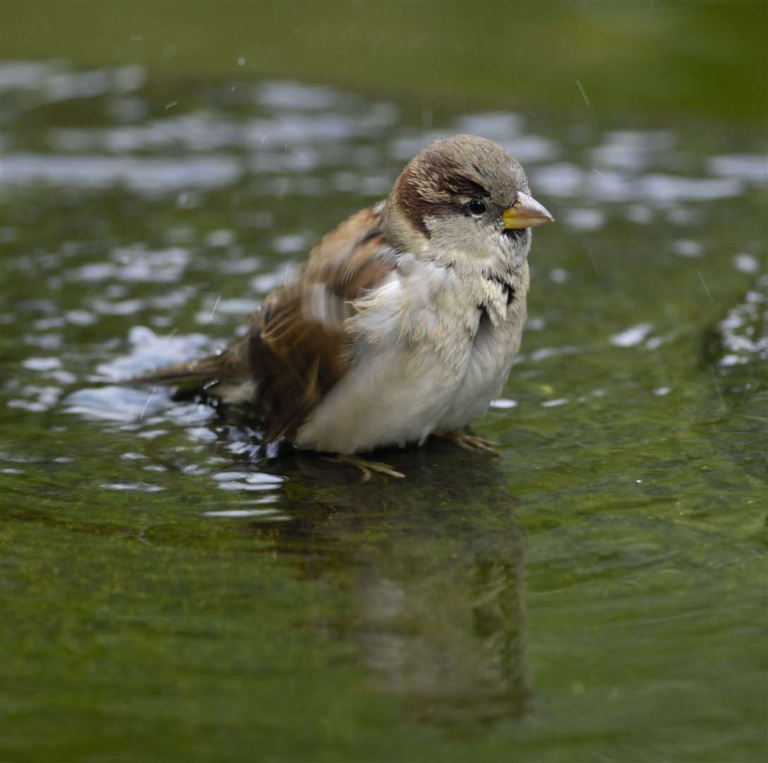 A house sparrow has a bath Picture: RSPB Images