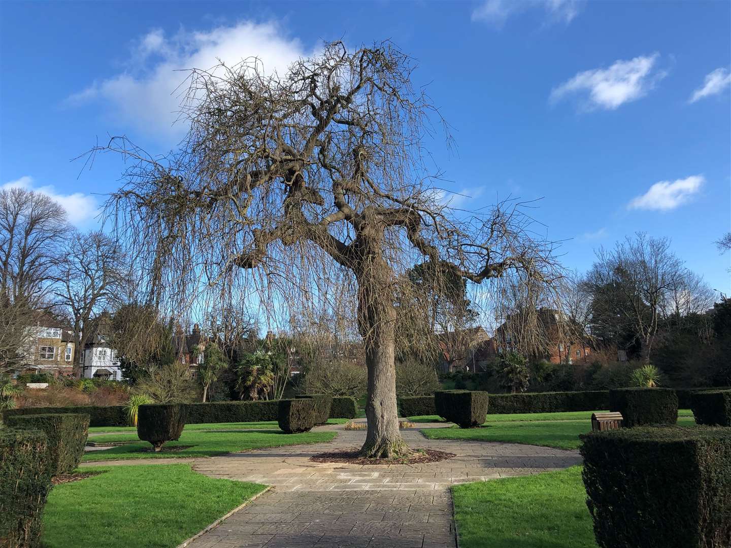 The historic Willow tree in Kingsnorth Gardens.