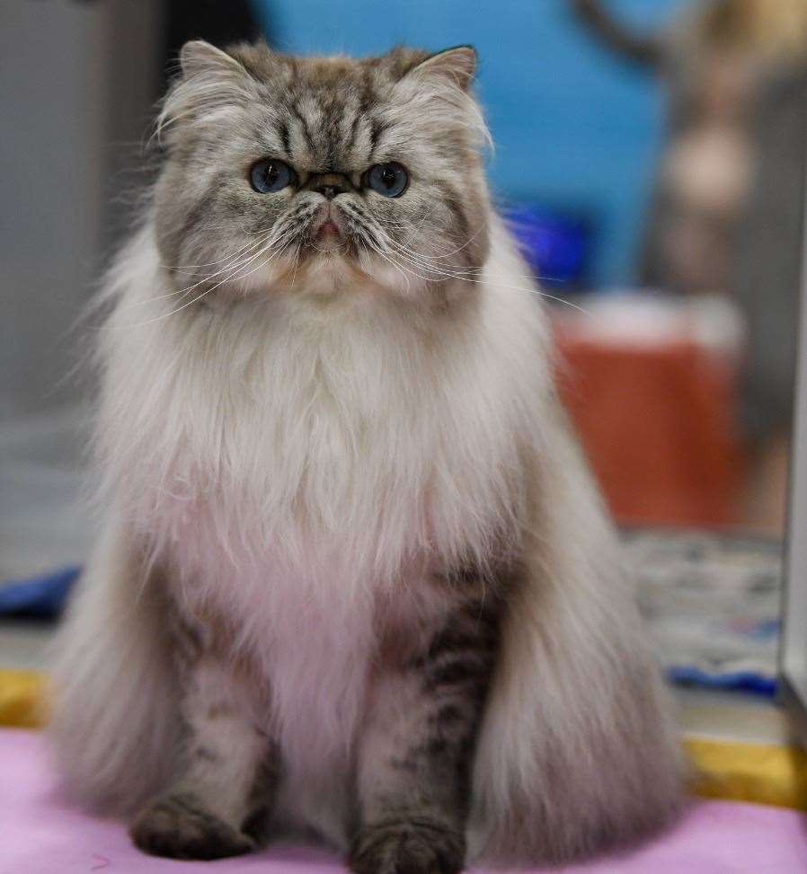 Cat lovers will be able to see many wonderful breeds at the event. Picture: LCWW