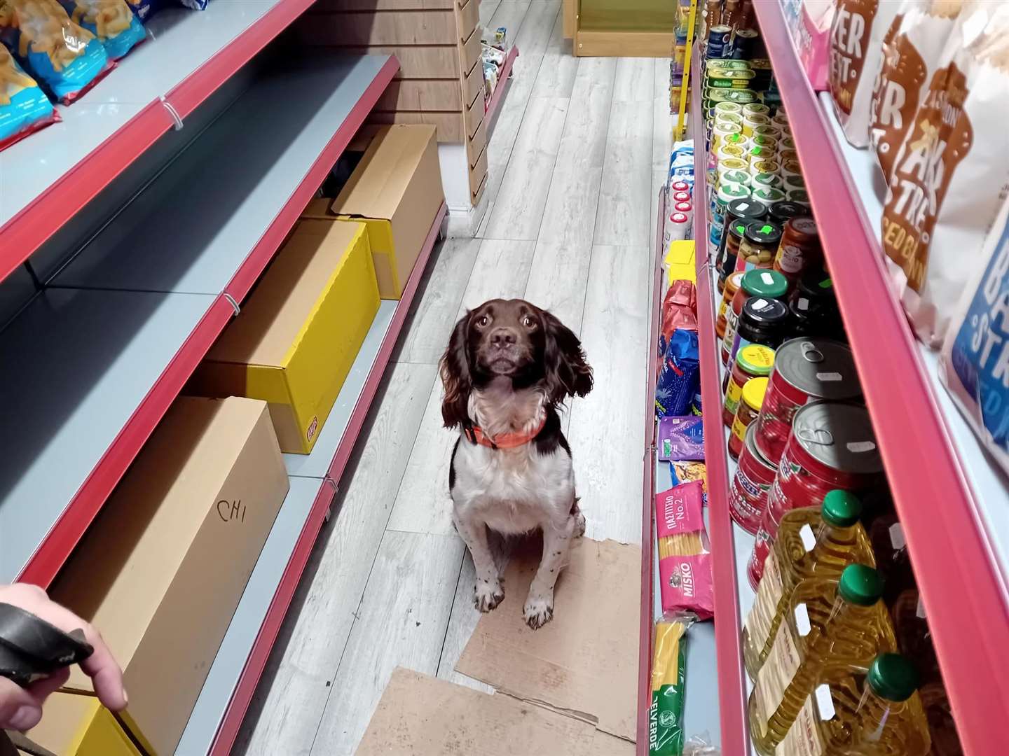 Griff - one of the tobacco-hunting sniffer dogs used in the operation