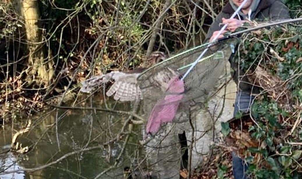 A tawny owl also fell victim to fishing hooks. Picture: Carly Ahlen