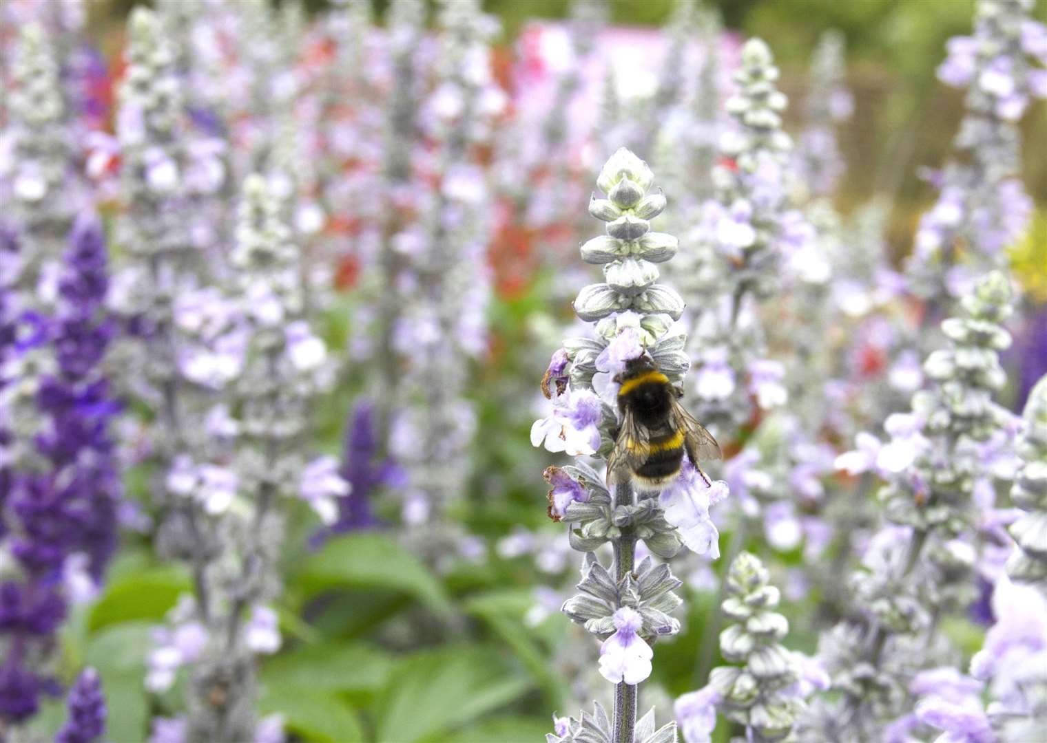 Salvias and other hardier alternatives to traditional bedding plants are increasingly popular (Mandy Tout/RHS/PA)