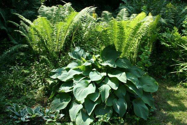 Ferns and hostas love a shady spot