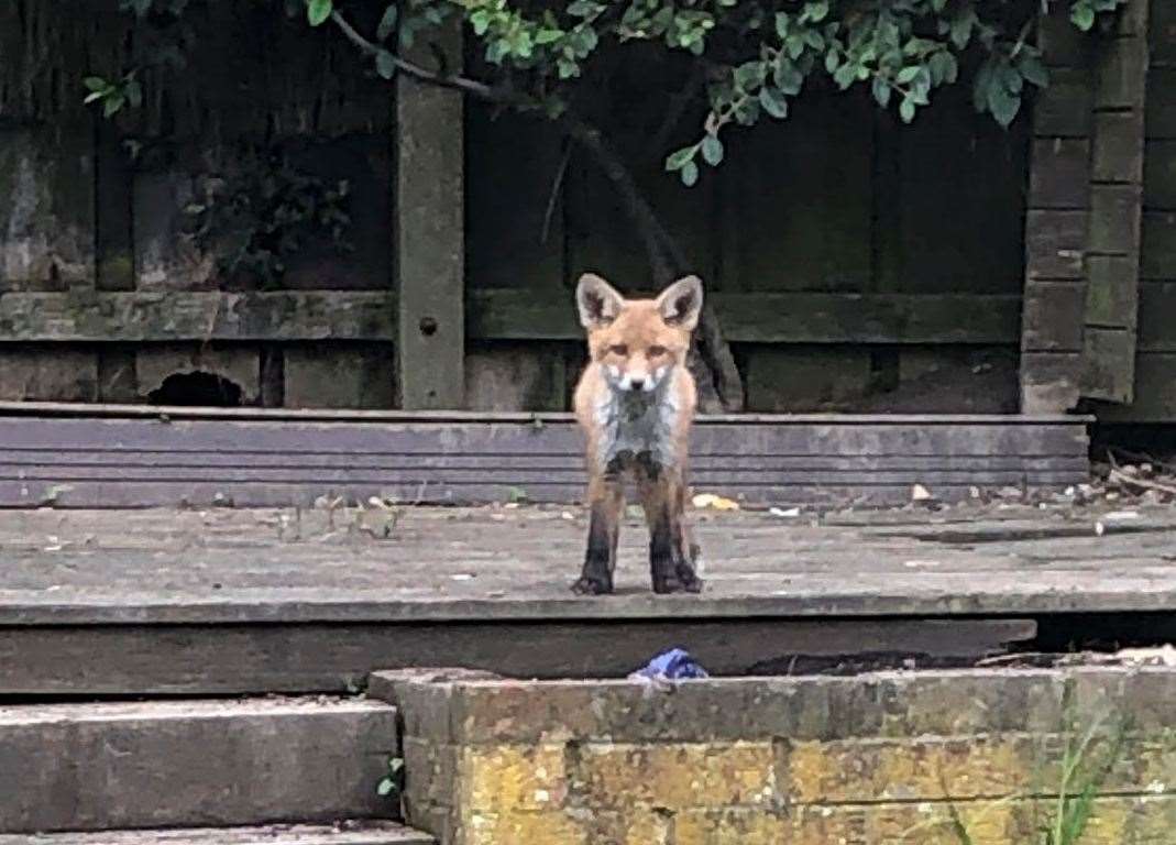 Sue first saw the mother fox in her garden last summer