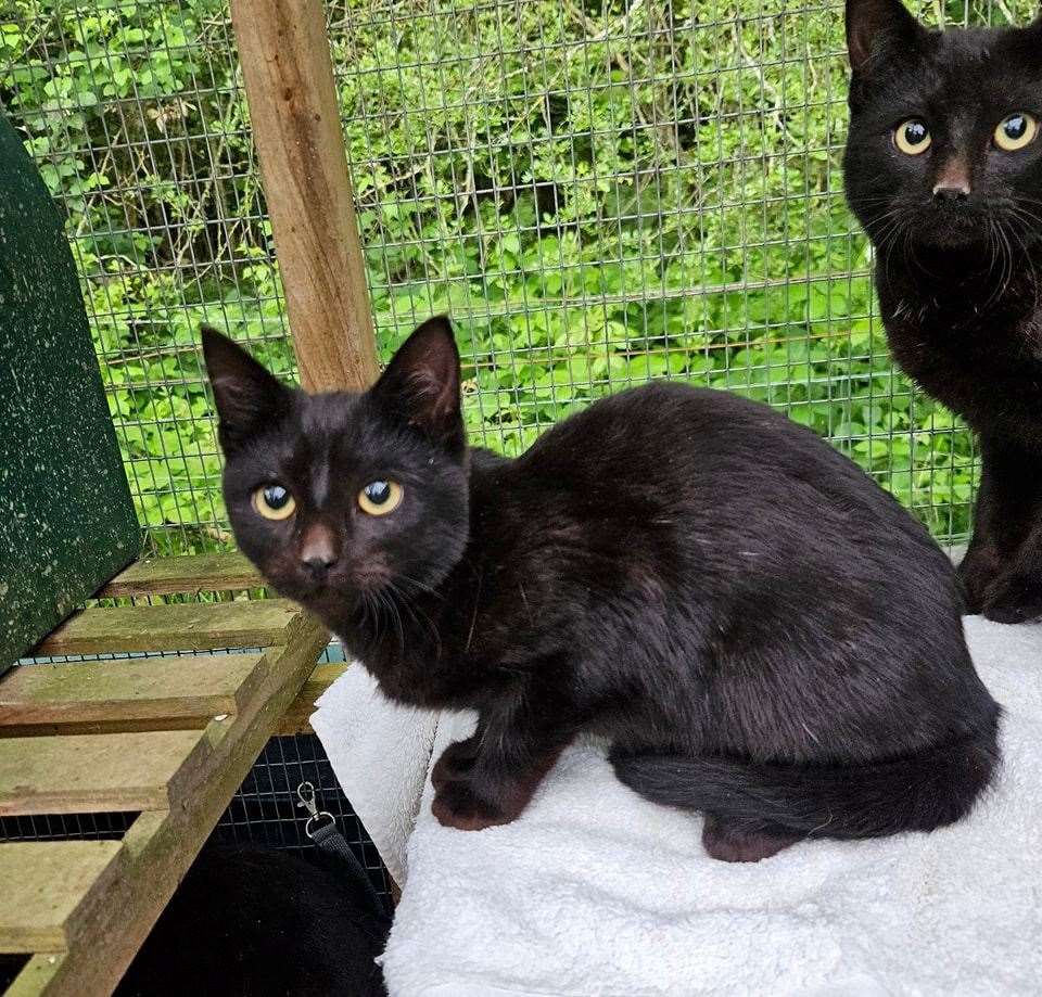 All the cats rescued by the Safe Haven Animal Rescue UK are black. Picture: Safe Haven Animal Rescue UK