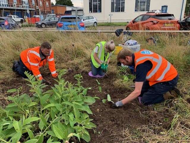 Thames Water staff planting tje flowering plants in Dartford. Picture: Thames Water (40266611)