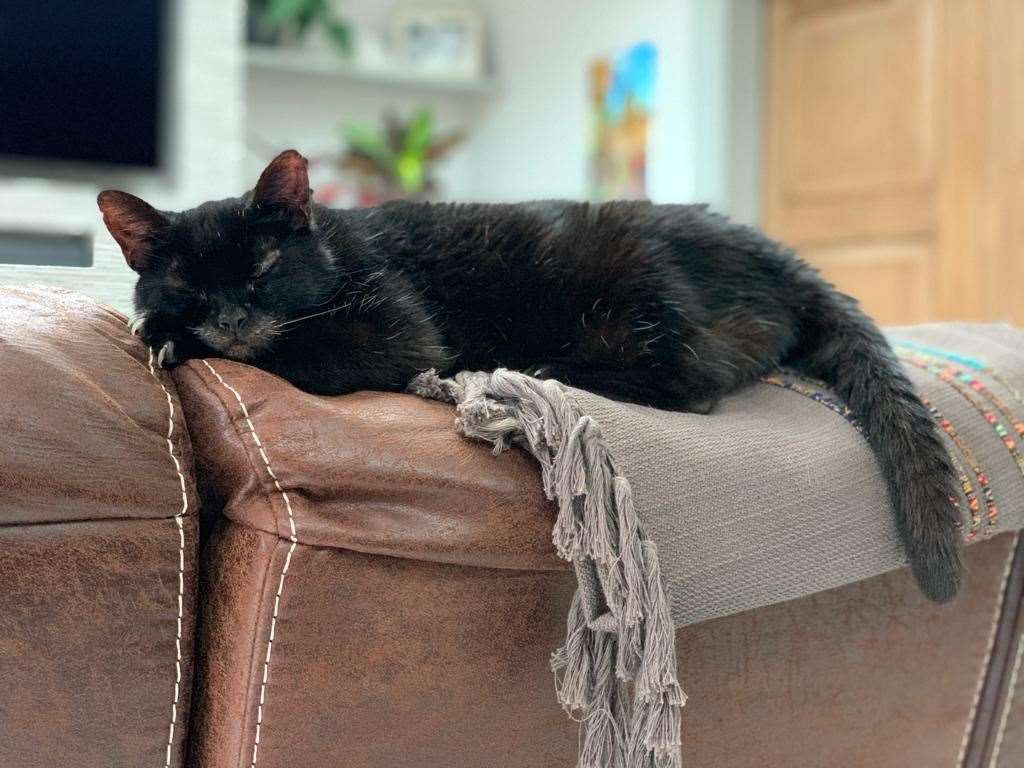 Milly asleep on the back of the sofa