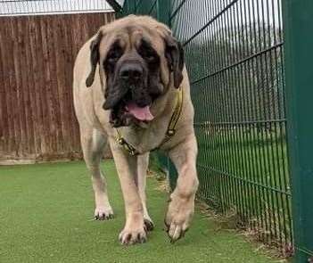 He's one big boy. Galahad is in need of a home
