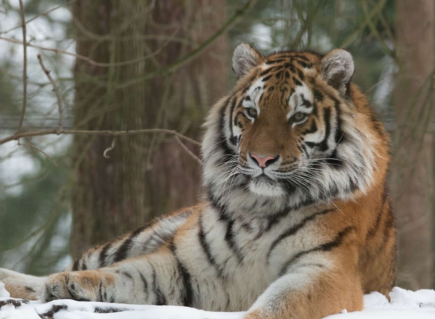 An Amur tiger at Port Lympne Reserve