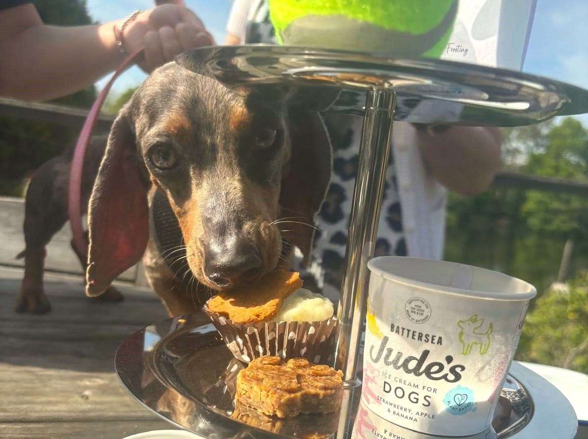 It comes with sweet and savour treats just like a regular afternoon tea. Picture: South East Dog Rescue