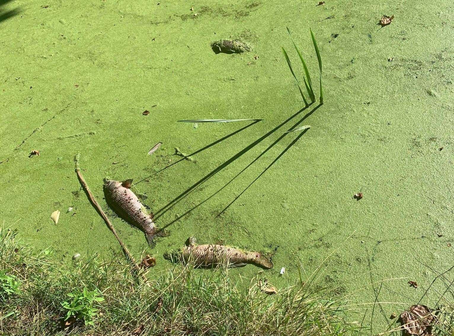 Fishermen raised concern in August about levels of oxygen in the water along the Ropewalk after counting up to 20 dead fish Picture: Andy Duncan