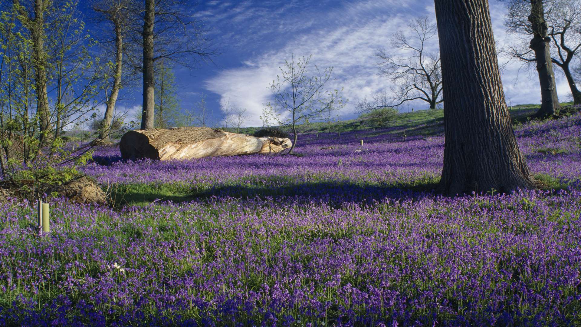 A carpet of bluebells at Emmetts Garden