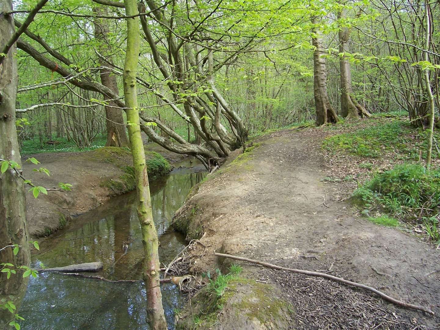 A dog walker was targeted in Blean Woods