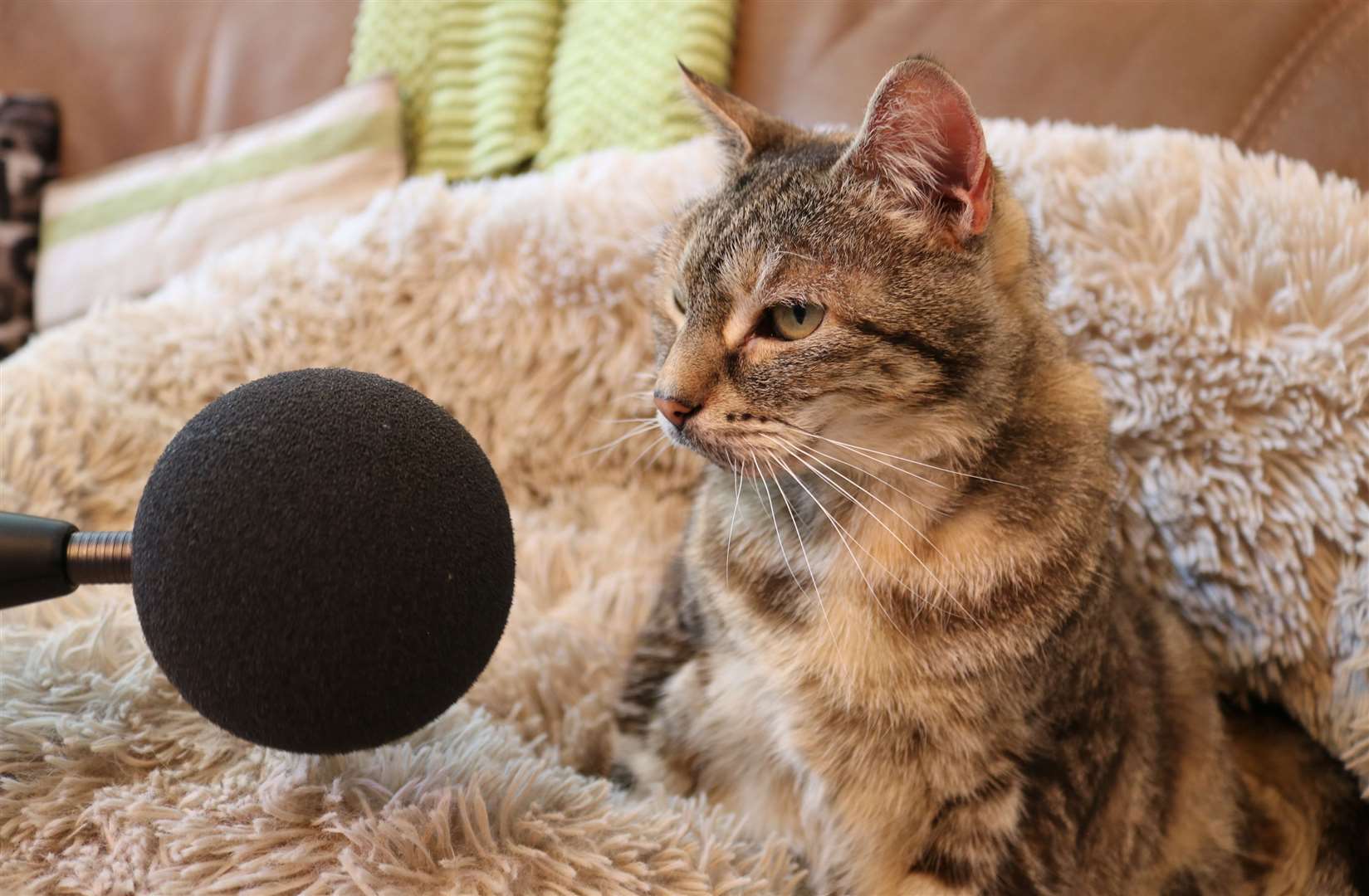 Fourteen-year-old pet cat Bella, from Cambridgeshire, broke the Guinness World Record for the loudest purr – 54.6 decibels (Guinness World Records/Whiskas/PA)