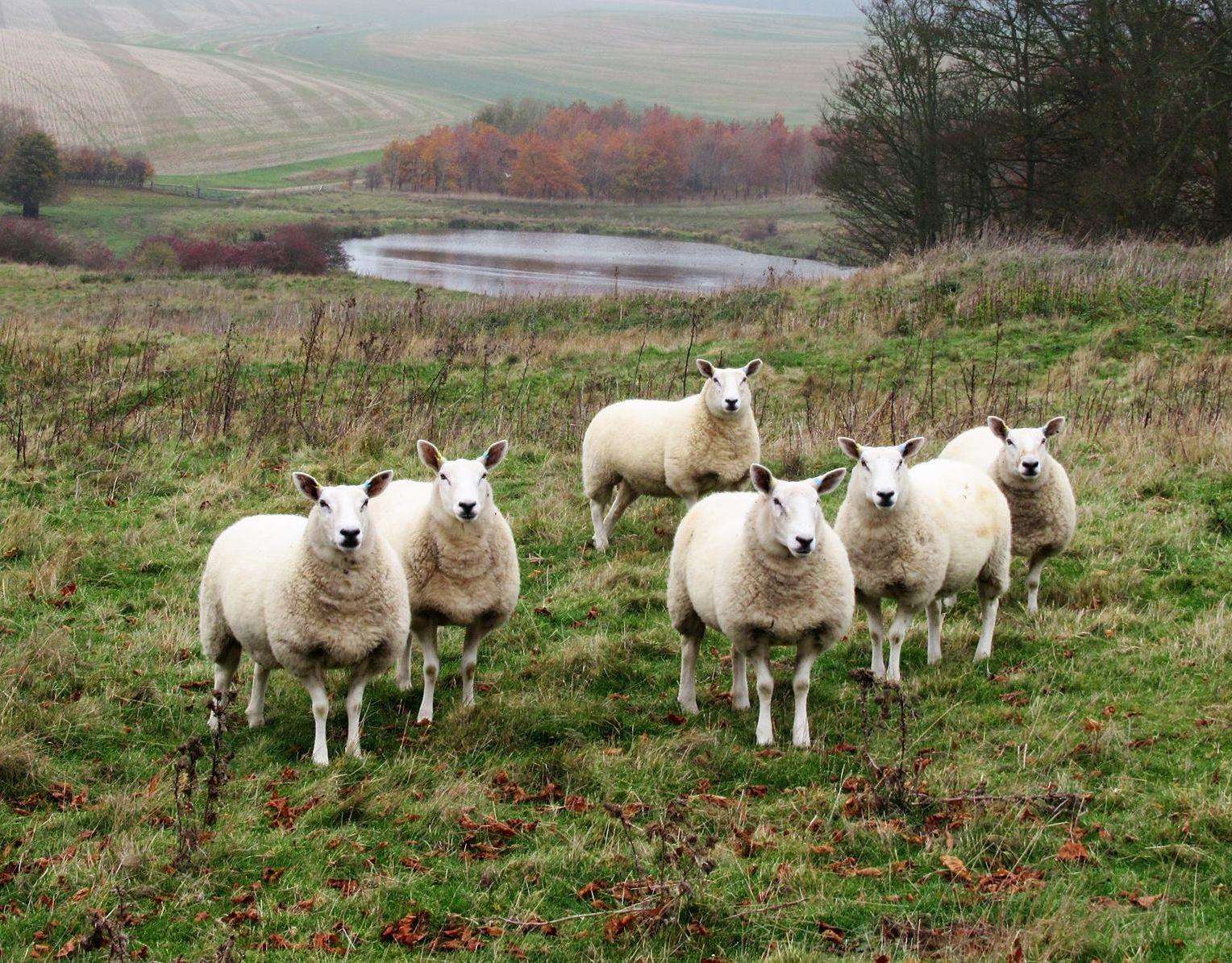 dog-attacks-on-livestock-cost-farmers-in-kent-hundreds-of-thousands