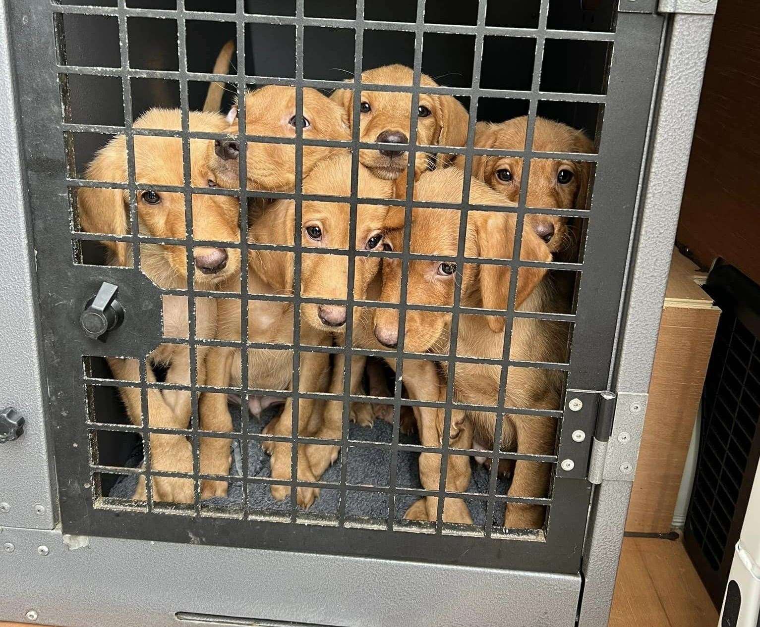 The Labrador puppies were found beside the A249 in a crate. Picture: KareBear Kennels Facebook