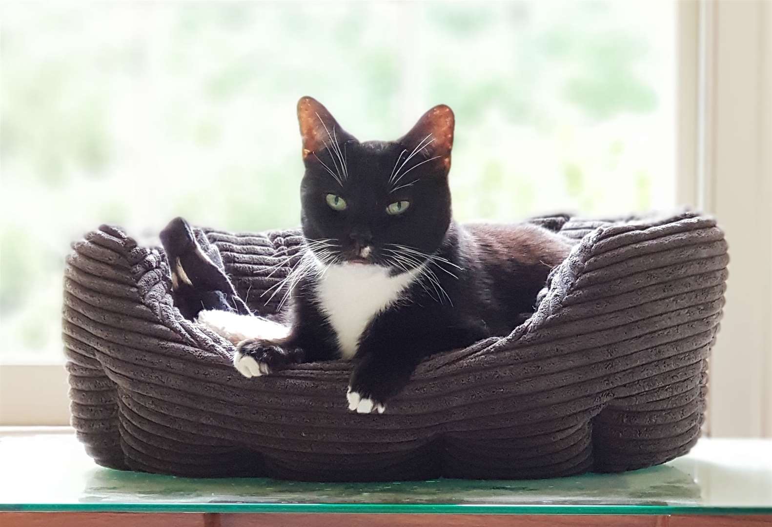 Rspca shop cat bed