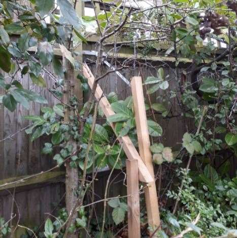 Wooden posts have been fixed in place to prevent damage to fence posts cause by the roots of the trees.