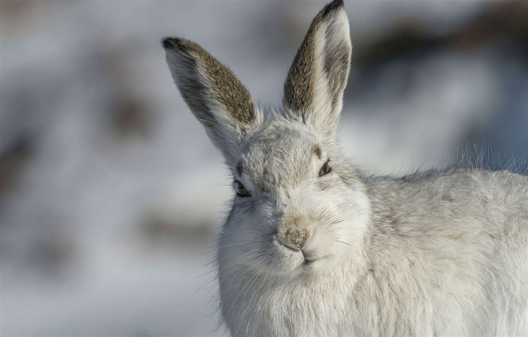 A campaign on mountain hares led to a change in the law (Andrew Marshall/RSPB)