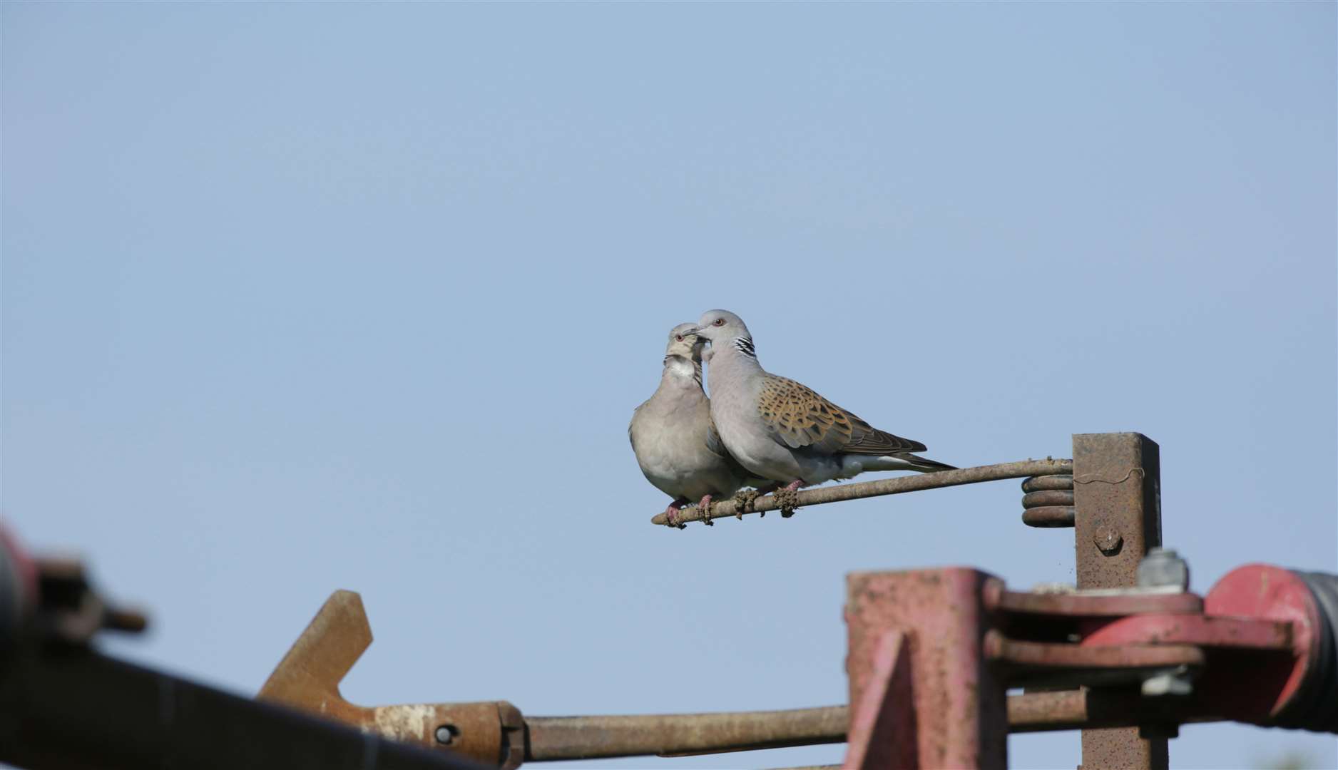 Kent is one of the few counties you might still see this sight Picture: RSPB Images/Andy Hay