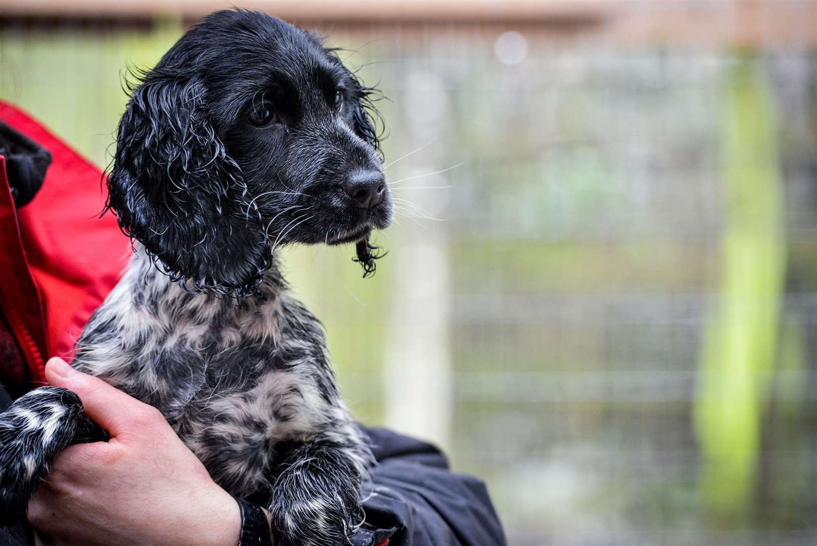Befa, the springer spaniel rescued by the Dogs Trust. Picture: Beth Walsh