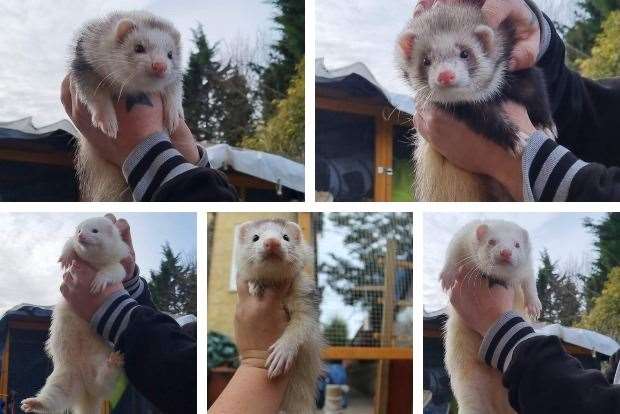 Five adult ferrets and two babies were stolen from Lower Fant Road, Maidstone