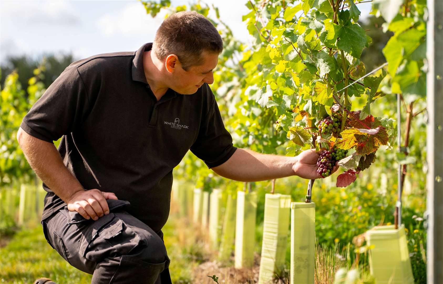 The vineyard opened in Harrietsham on April 27. Picture: Elite Pubs/Wildshark Vineyard