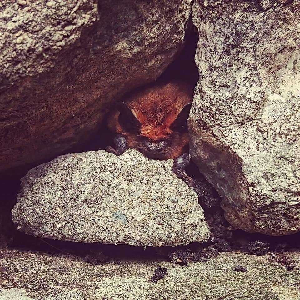 Pipistrelle bat in the Lake District (National Trust/ Laura Ruxton/PA)