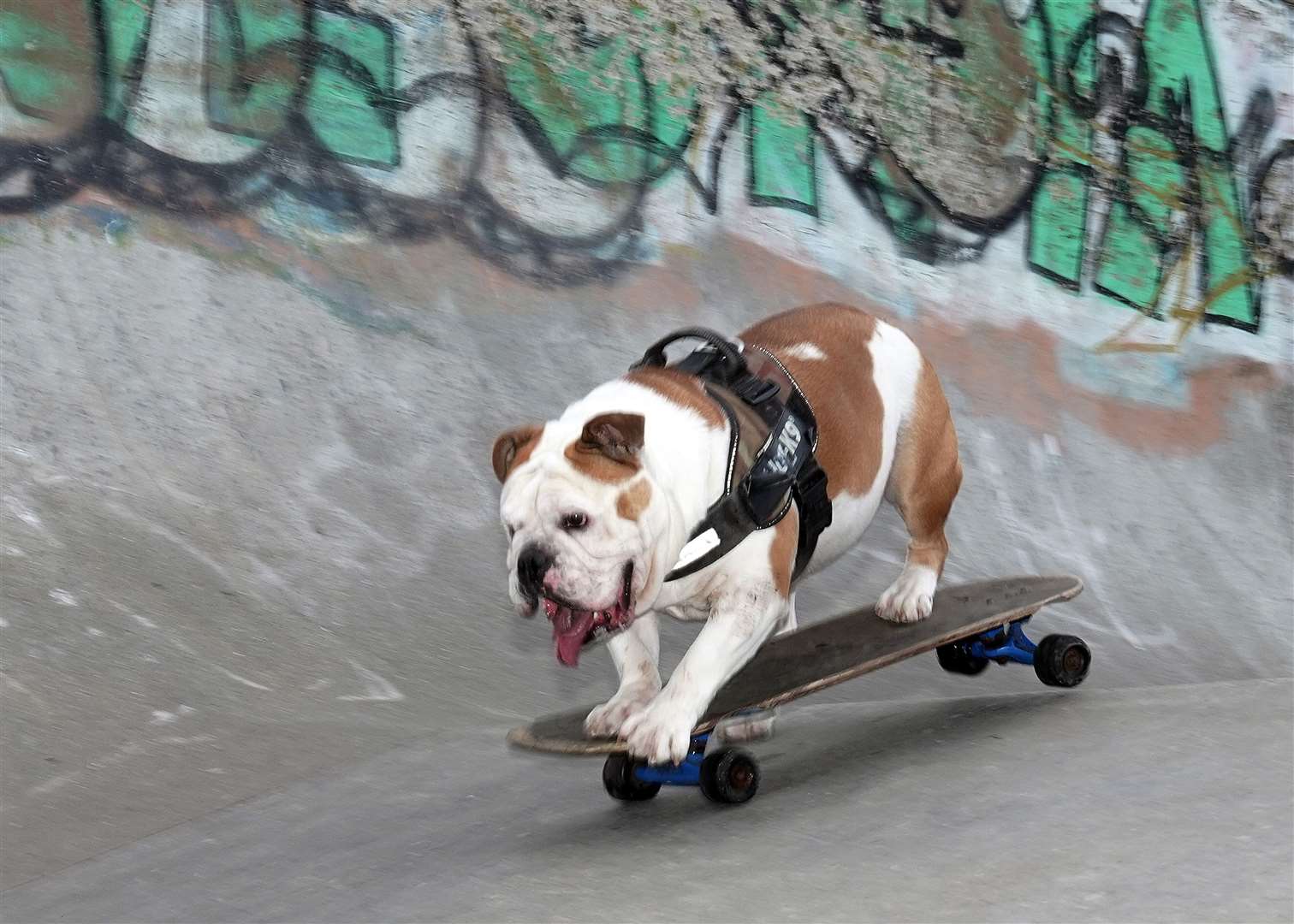 Kiko, a two-year-old British bulldog, shows off the skateboarding skills he learned from his owner, Ebel Perez, from Shiremoor, North Tyneside (Owen Humphreys/PA)