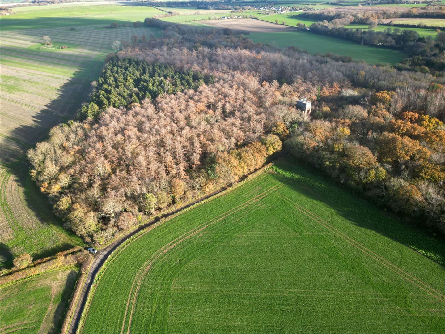 The ancient woodland at Adisham. Picture: Barry Goodwin