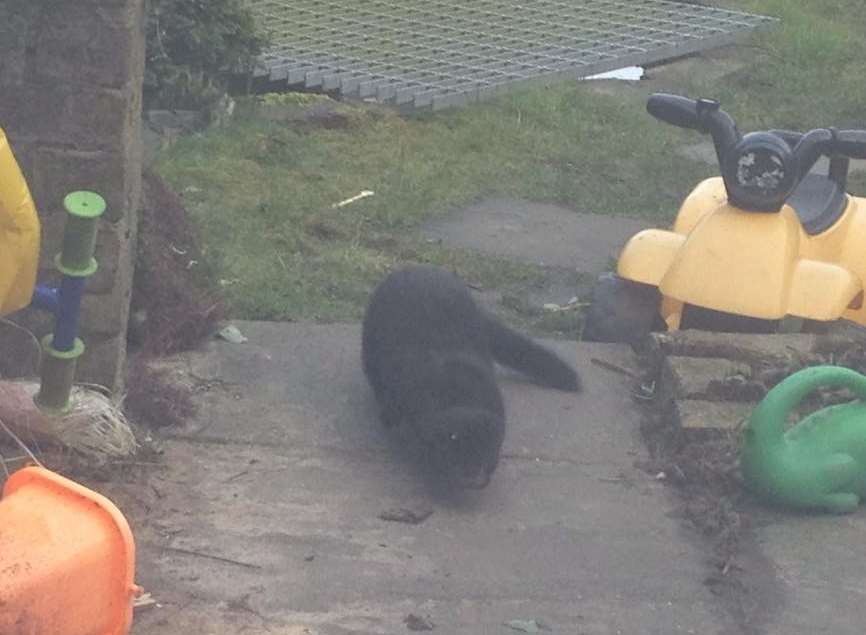 The creature may have been living in the family's shed.