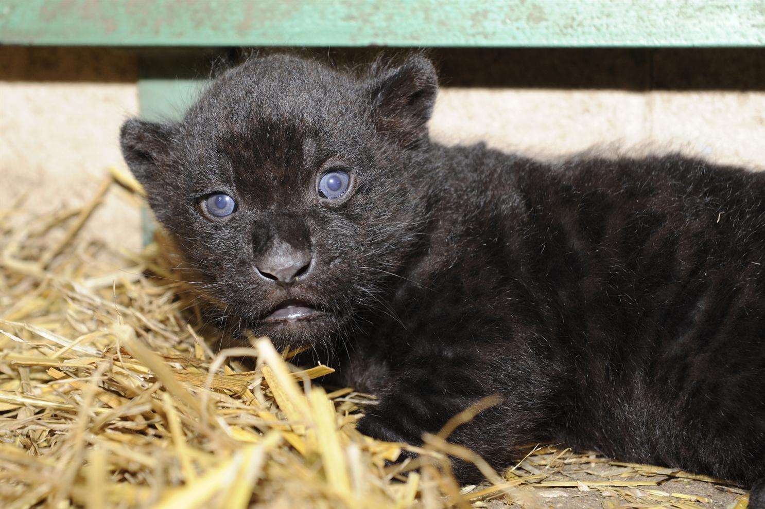 Video Adorable Black Jaguar Born At Wingham Wildlife Park In Wingham Near Canterbury