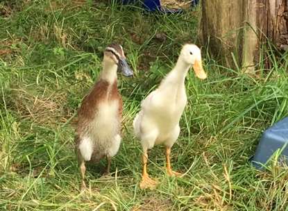 The ducks were dumped next to a bottle bank in Strood.