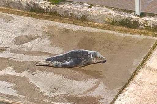 The seal. Picture: Peter Davis