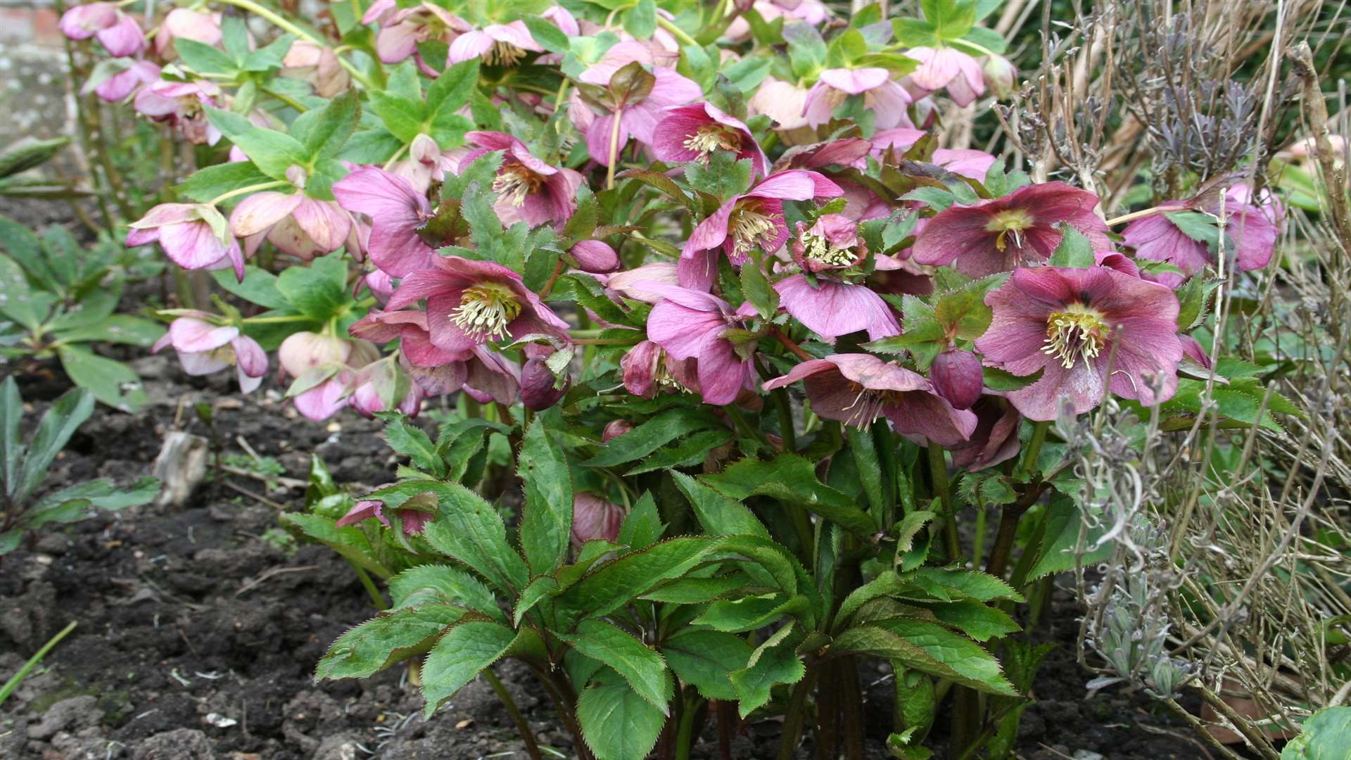 Helleborus x hybridus