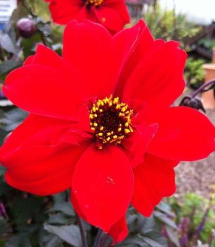 Lucy's Bishop of Llandaff dahlias