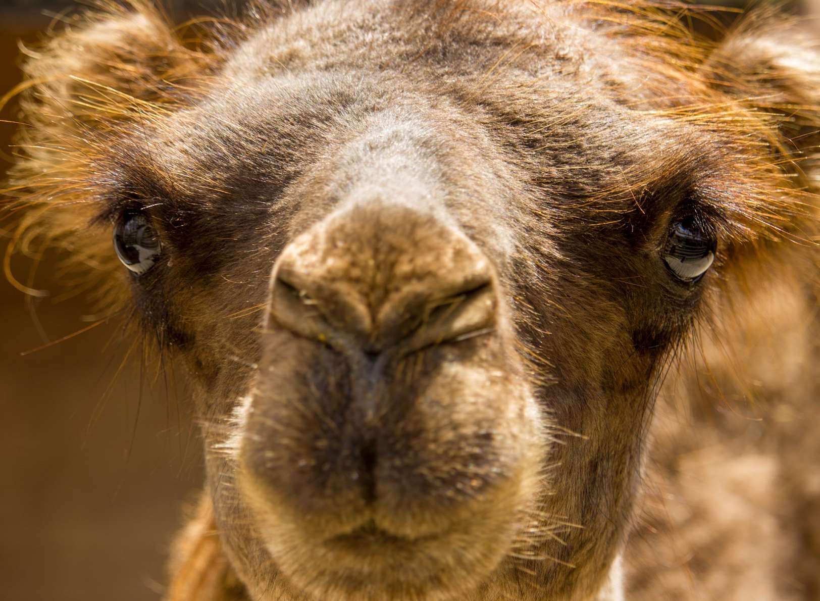 Port Lympne has welcomed its newest resident - Clyde