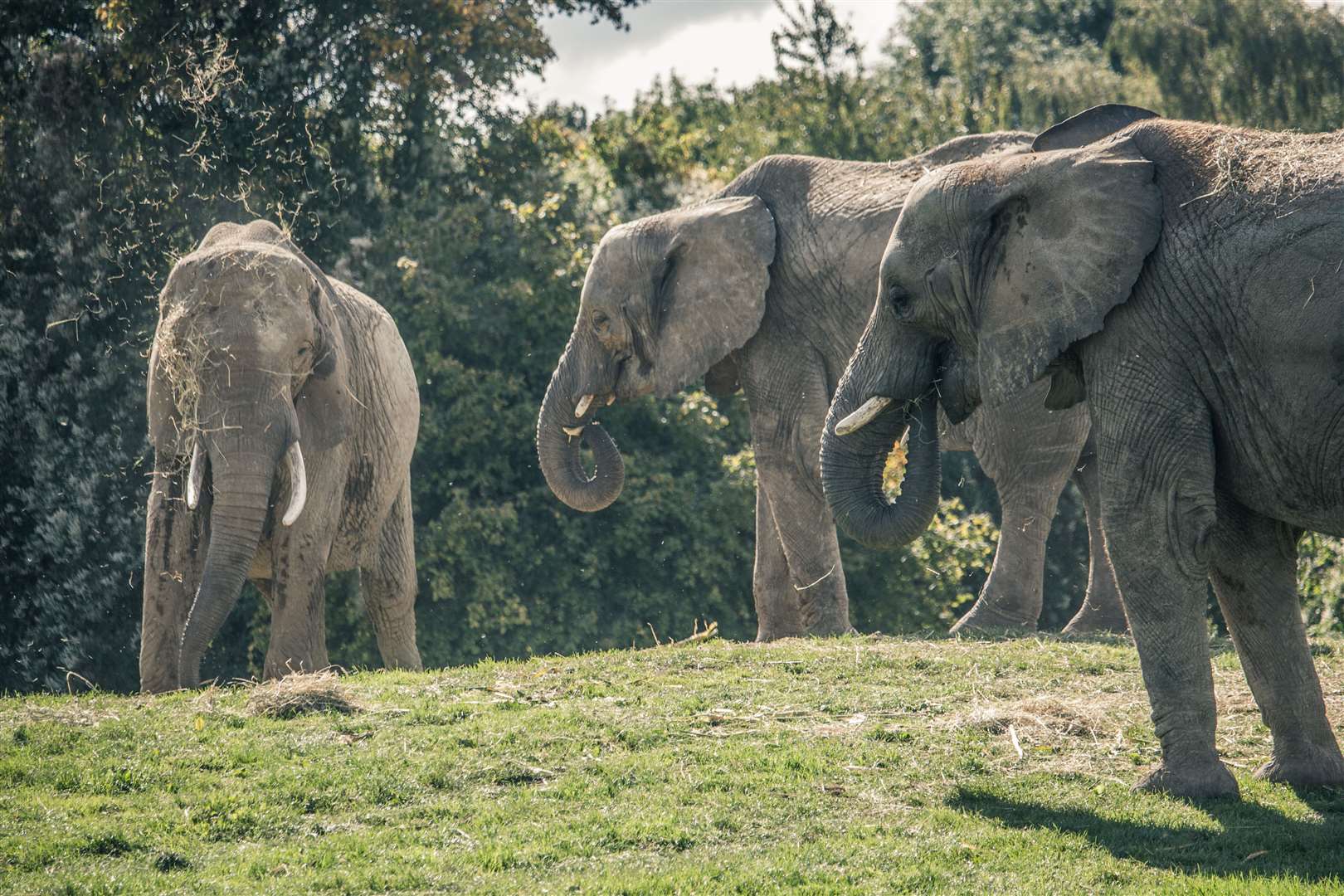 Howletts will soon say farewell to its much-loved elephant herd