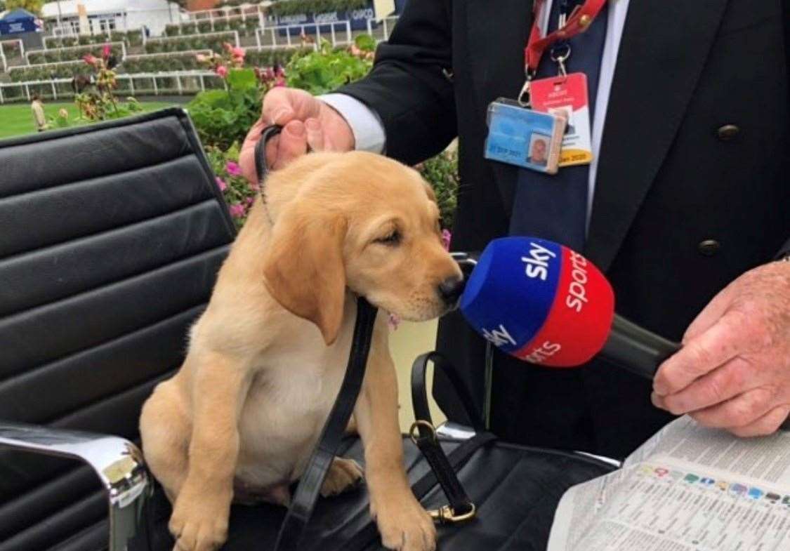 Ziggy the Starman Labrador