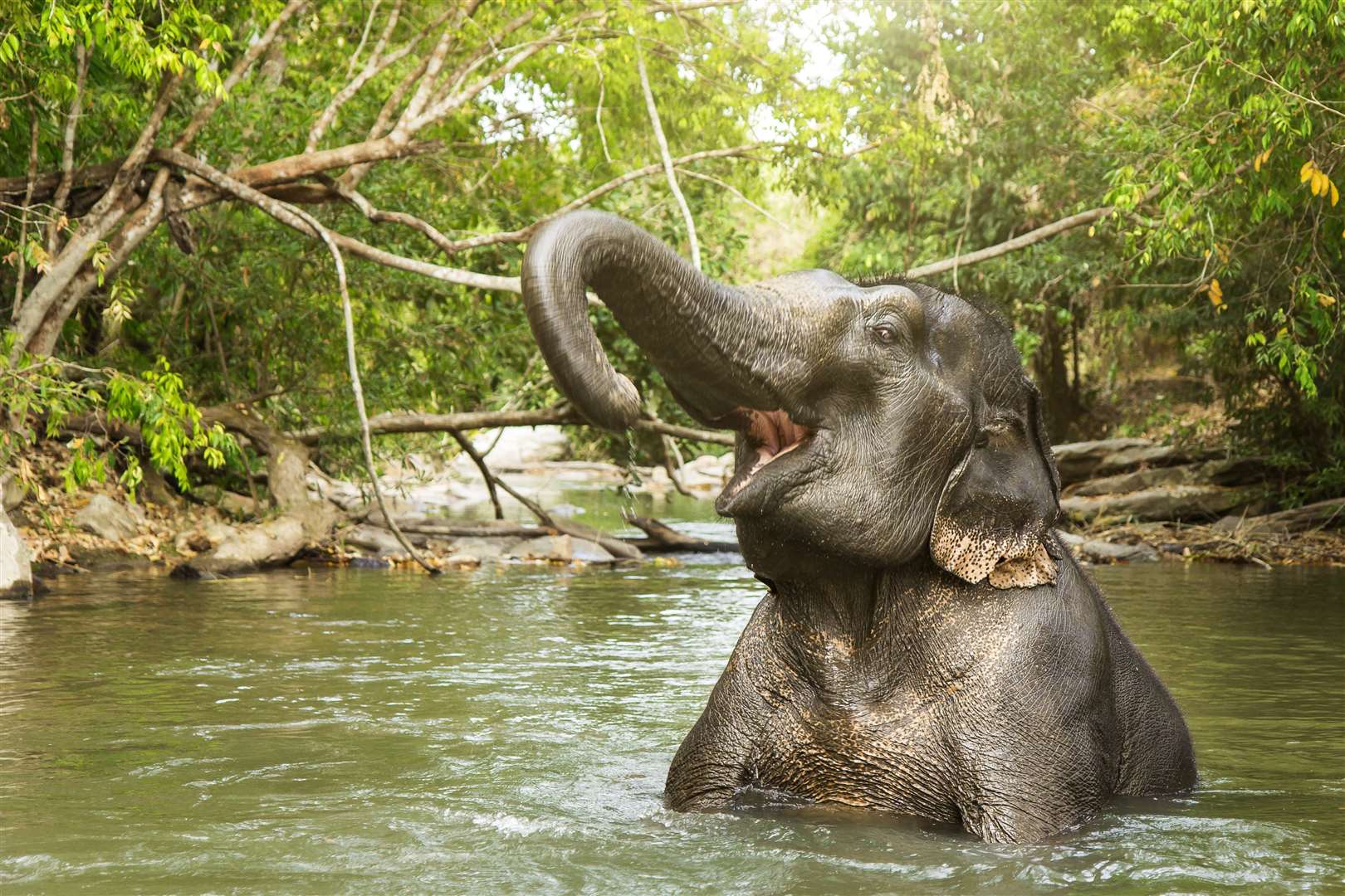 'Big elephants are under trees' should get beautiful off to a good start. Image: iStock.