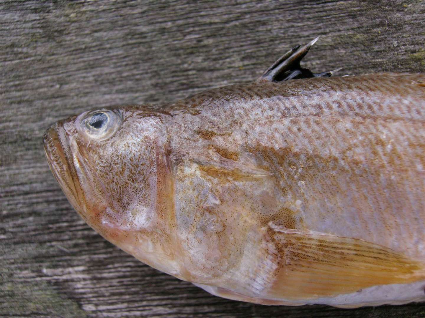 The weever fish has spines on its back that can deliver a nasty sting. Photo: Stock photo.