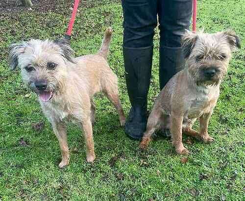 Rosie and Jim the border terriers. Picture: Last Chance Animal Rescue