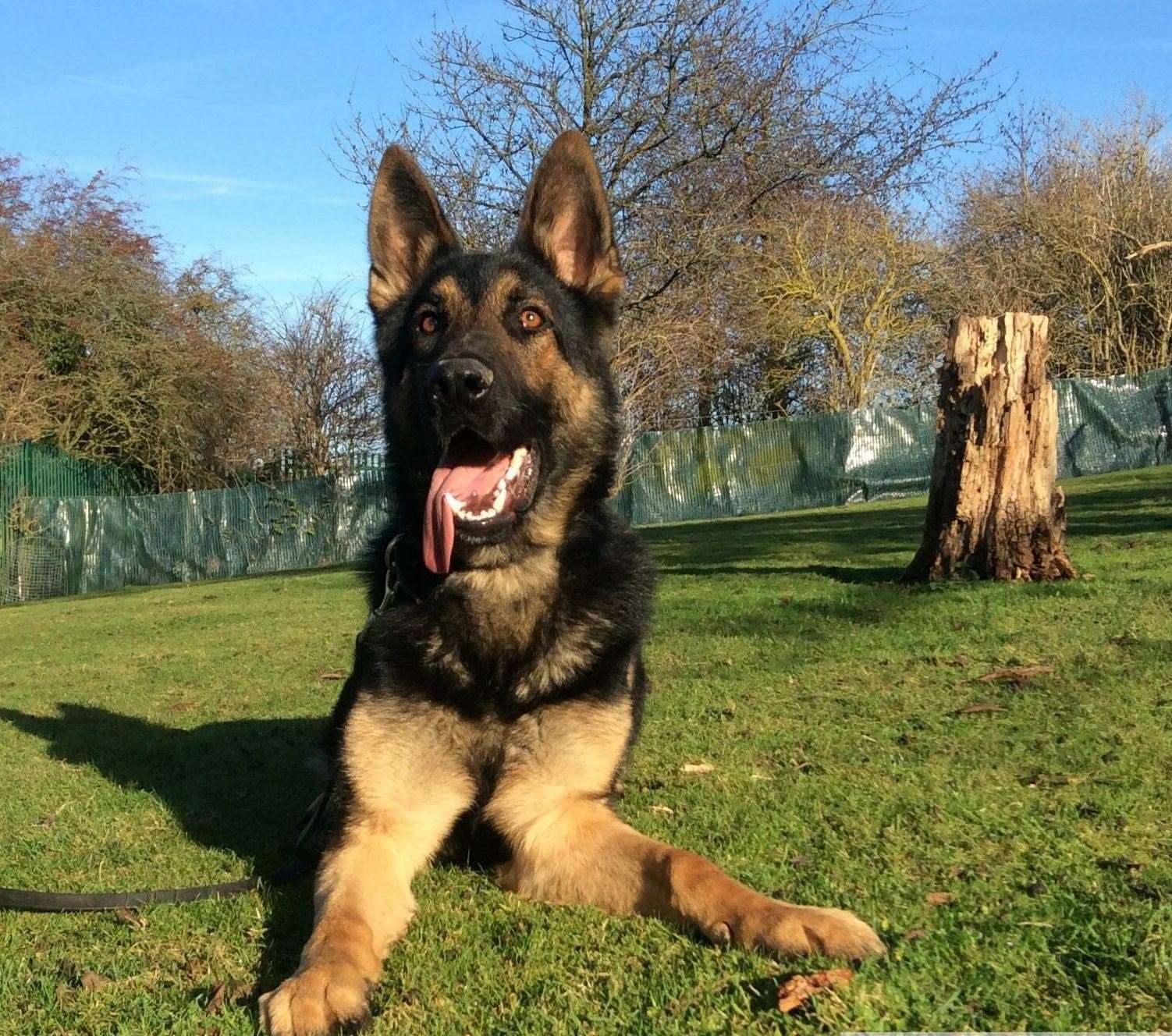 Police dogs were drafted in to help look for the suspects. Stock Image: Kent Police