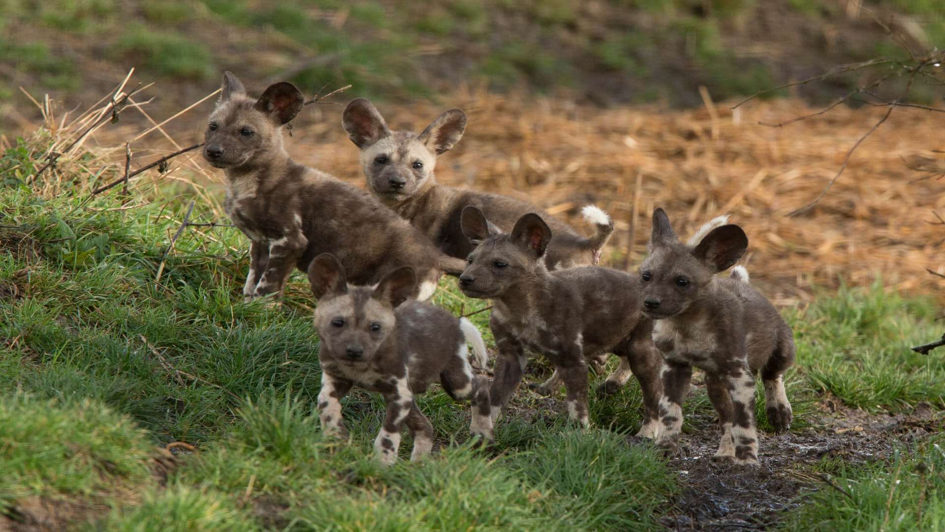 Three litters of African wild dogs born at Port Lympne Reserve