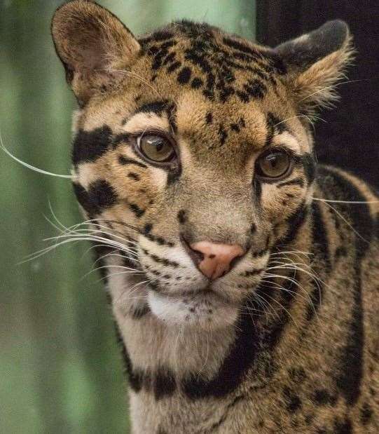 Django joined the ranks at The Big Cat Sanctuary in Smarden, Ashford in October. Picture: Pairi Daiza