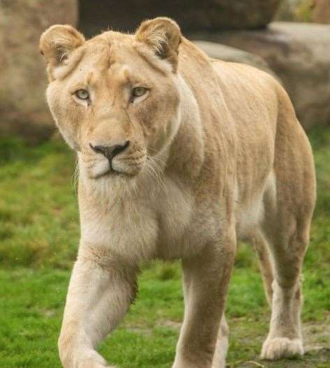 Zuri is 11-years-old having been born in January 2013. Picture: The Big Cat Sanctuary