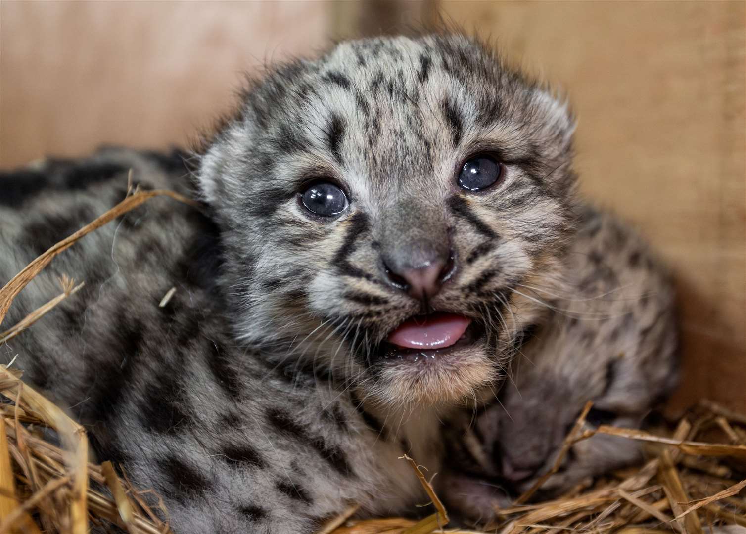 snow leopard babies